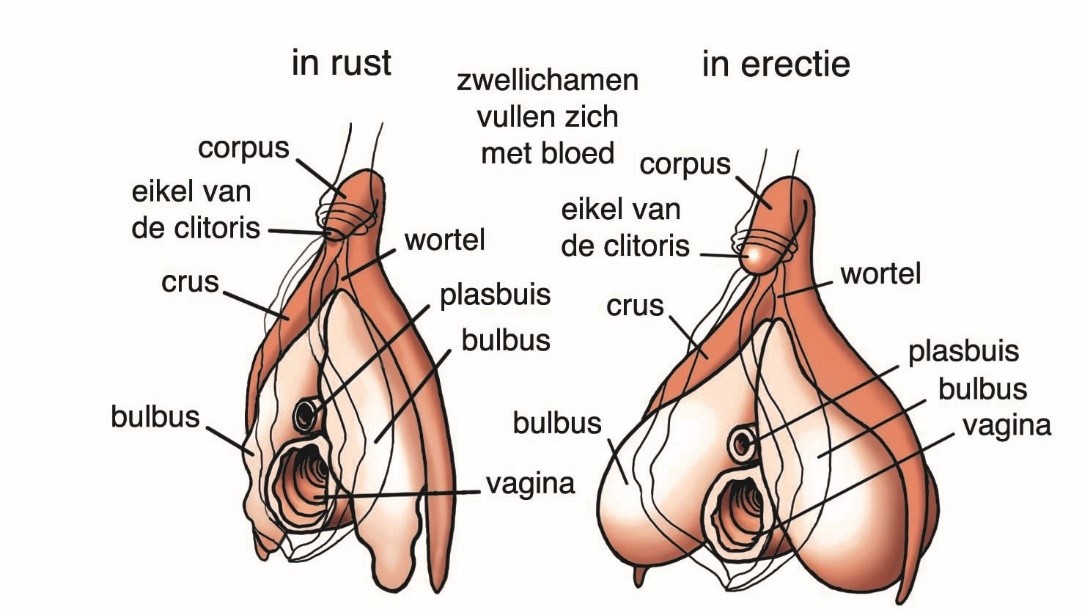 Afbeelding van een dwarsdoornsnede van een clitoris